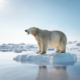 ours sur iceberg fonte des glaces