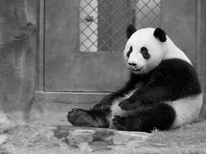 CHI-CHI Panda géant logo de WWF